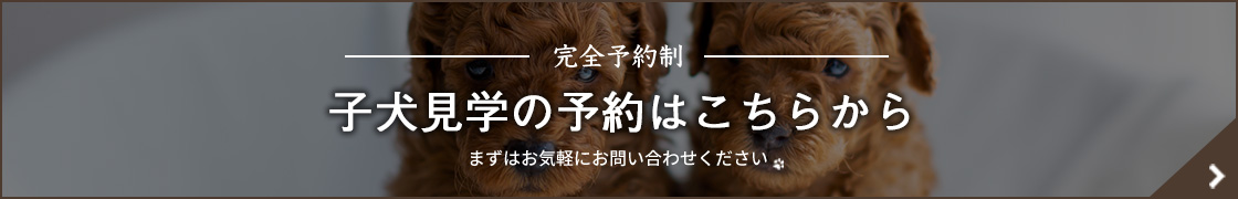 子犬見学の予約